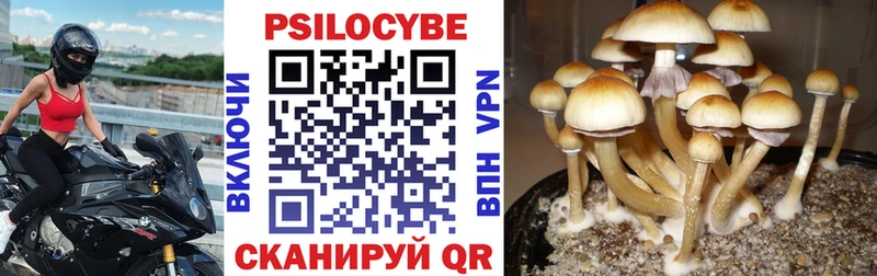 Купить  Жиздра  Псилоцибиновые грибы MAGIC MUSHROOMS 